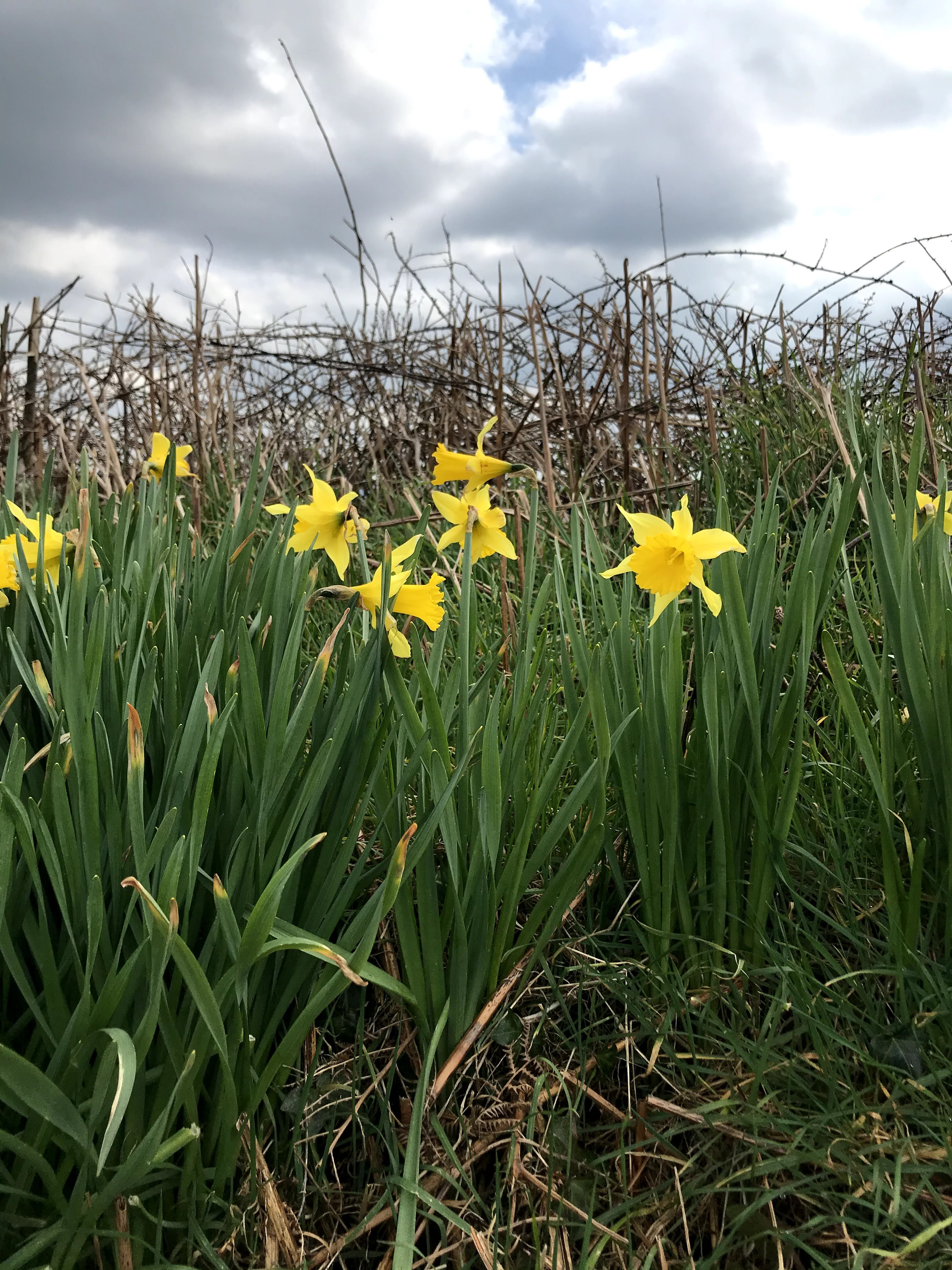 The Narcissistic Daffodil