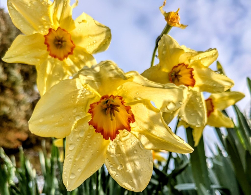 Varieties of Daffodils on Lundy&nbsp;Island