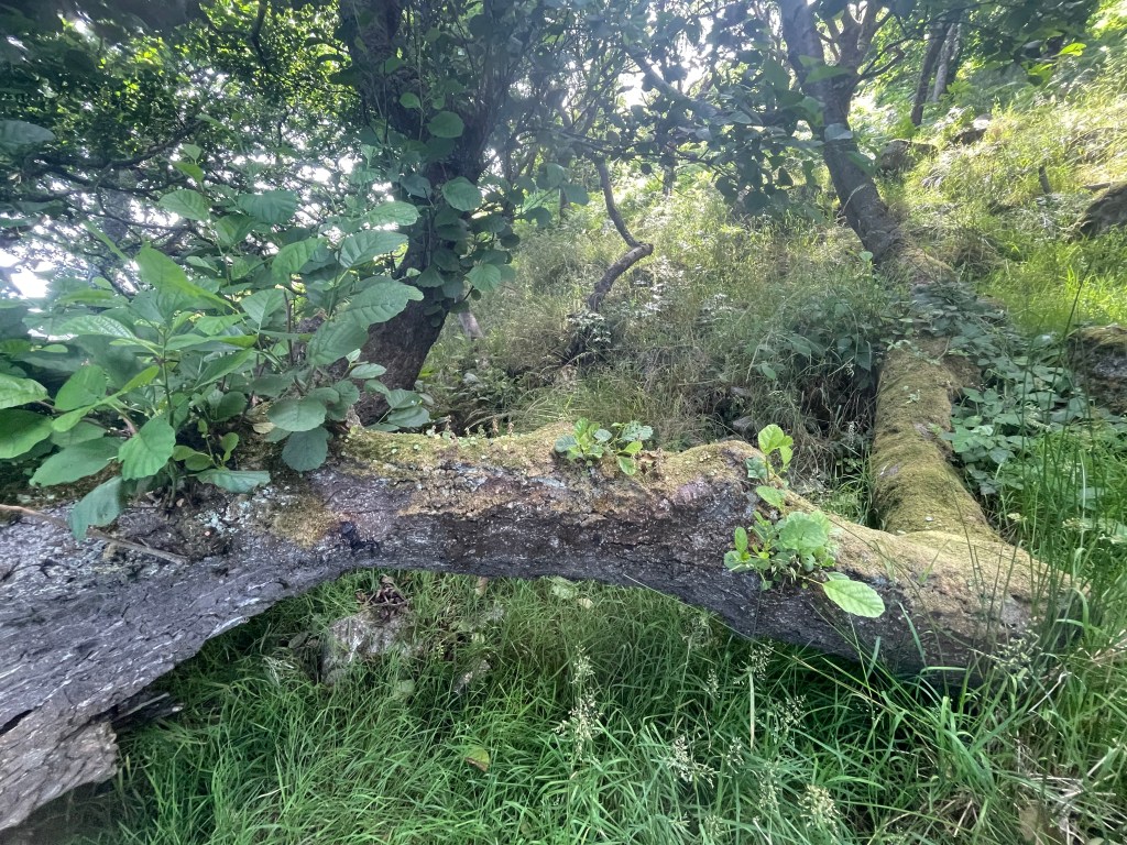 A Guide to Forest Bathing on&nbsp;Lundy