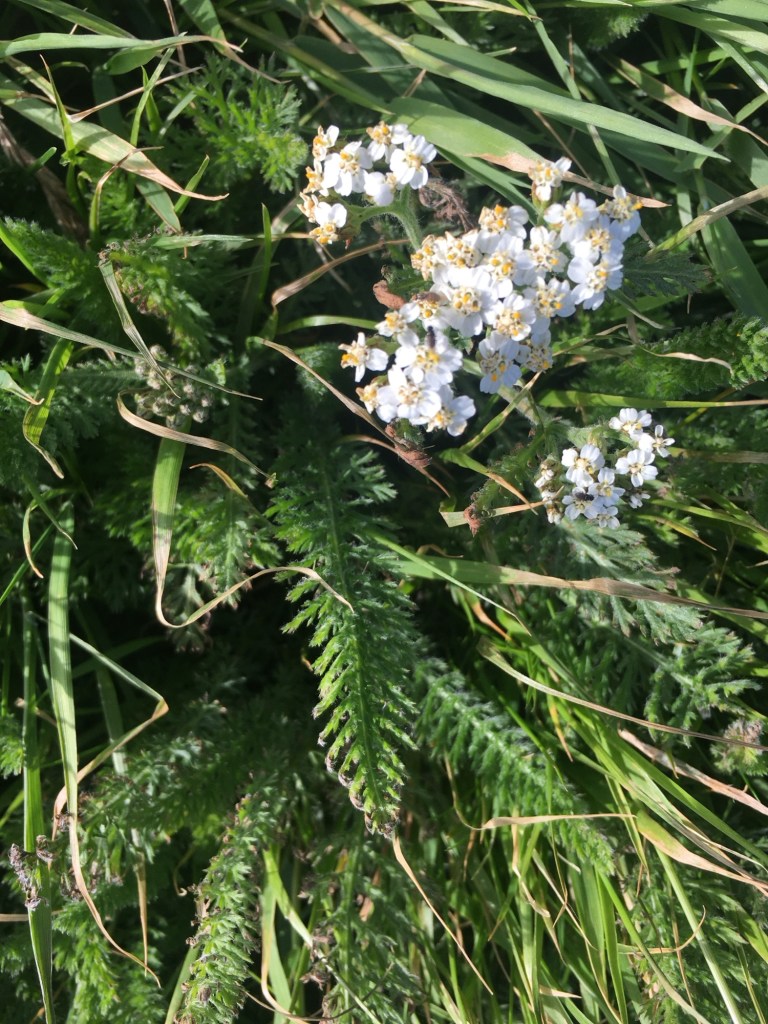 Yarrow 