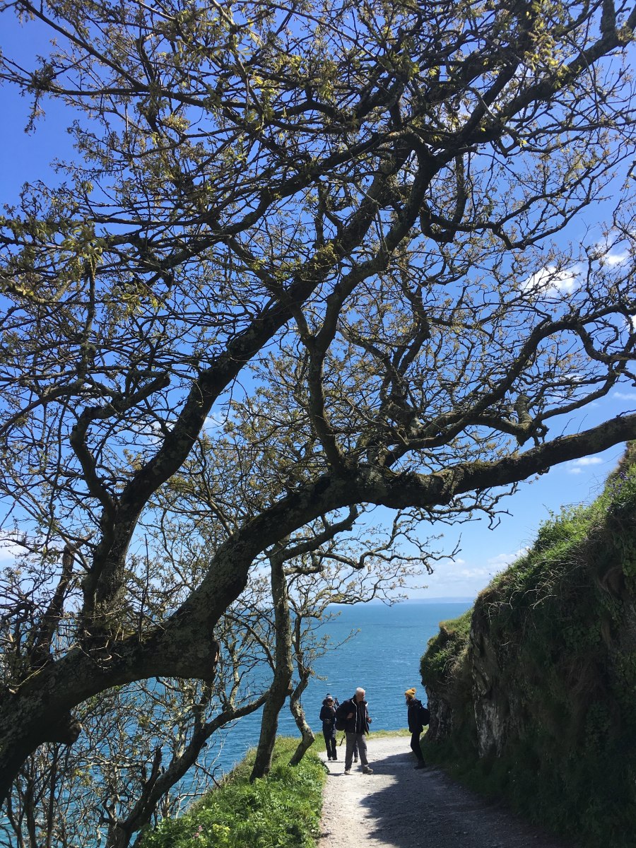 How Wind Shapes Life on&nbsp;Lundy