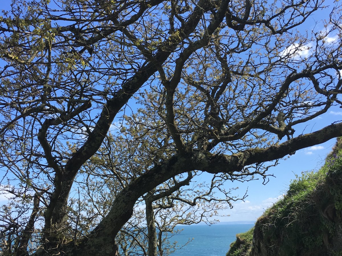 How Wind Shapes Life on&nbsp;Lundy