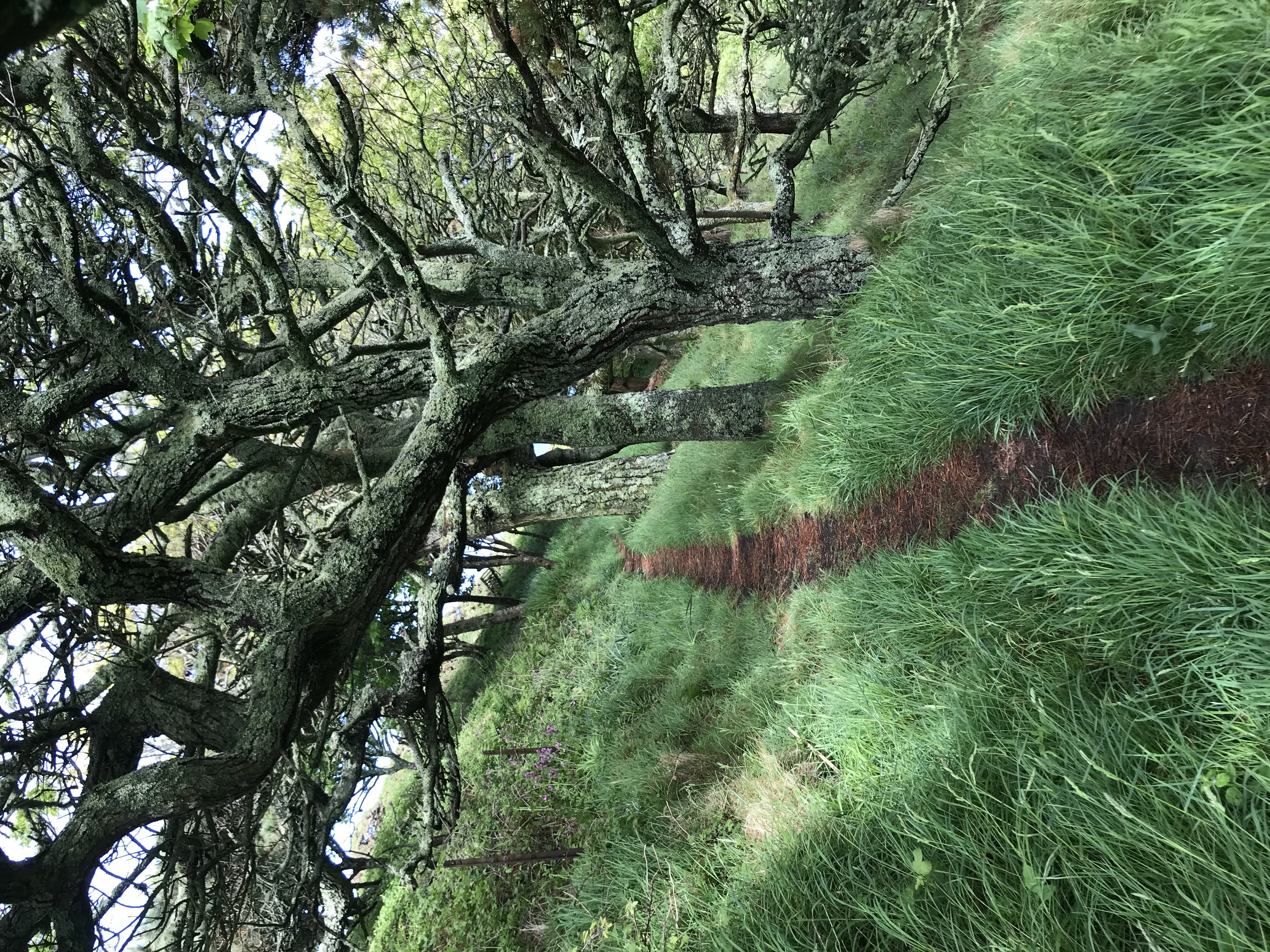Walking Paths on Lundy Island: Routes, Roaming, and&nbsp;Reflection