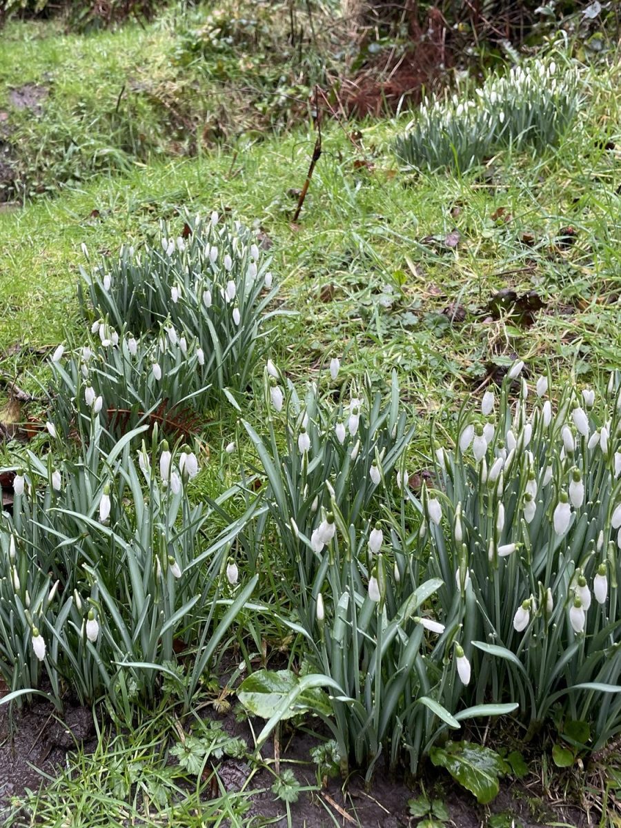 Exploring Lundy’s Imbolc: A Walk to Embrace the onset of&nbsp;Spring