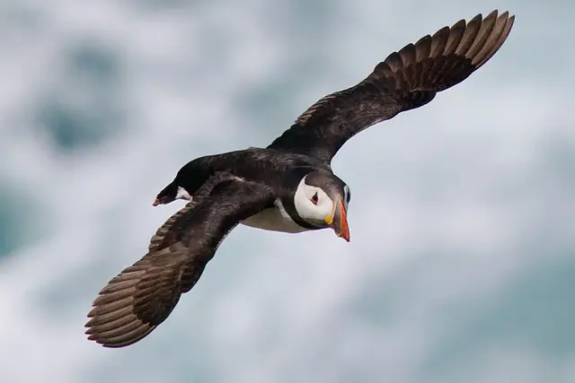 Nearly Missing the Puffins on Lundy